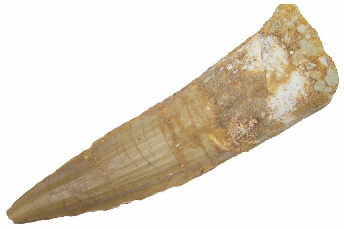 Fossil Spinosaurus Tooth - Real Dinosaur Tooth #222534
